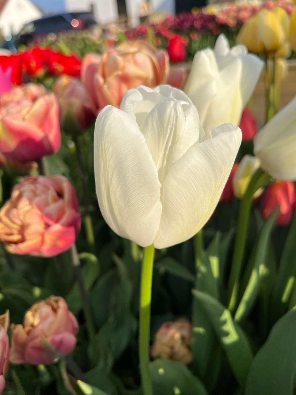 Tulpan 'Ivory Floradale'